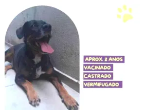 Cachorro raça SRD-ViraLata idade 1 ano nome Gigante Emilio