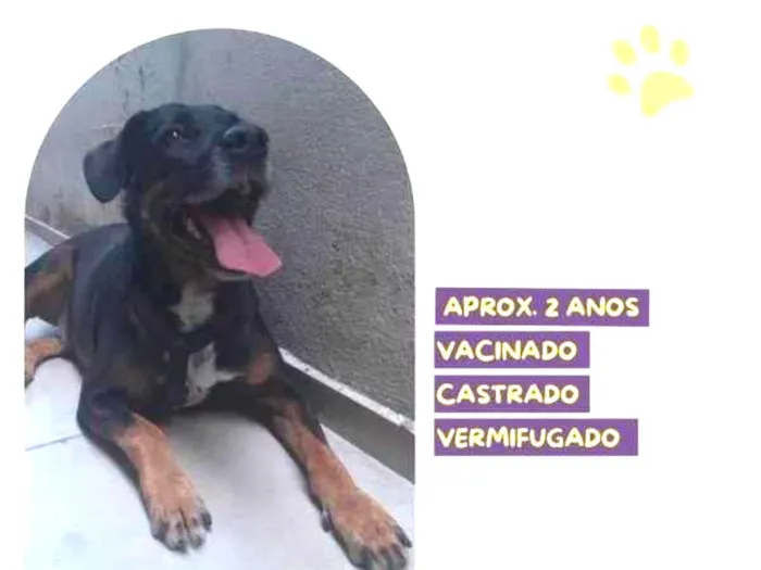 Cachorro ra a SRD-ViraLata idade 1 ano nome Gigante Emilio