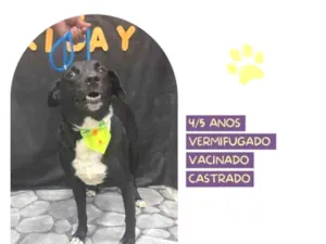 Cachorro raça SRD-ViraLata idade 1 ano nome NegÃ£o