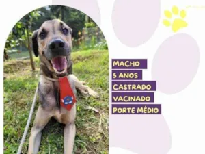 Cachorro raça SRD-ViraLata idade 1 ano nome Billy