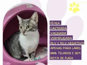 Gato raça SRD-ViraLata idade 1 ano nome Saray