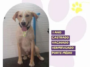 Cachorro raça SRD-ViraLata idade 2 a 6 meses nome Lyon
