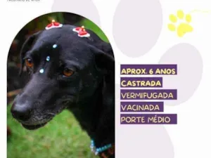 Cachorro raça SRD-ViraLata idade 1 ano nome Tatiane