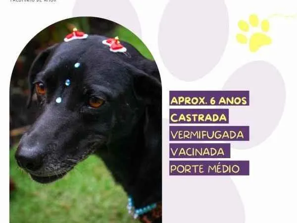 Cachorro ra a SRD-ViraLata idade 1 ano nome Tatiane