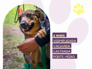 Cachorro raça SRD-ViraLata idade 1 ano nome Maraisa