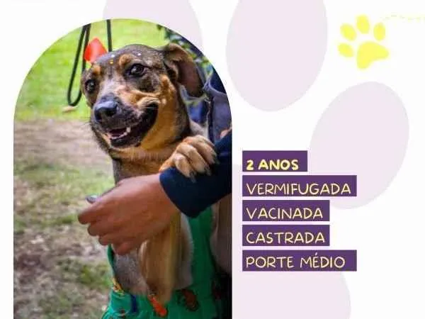 Cachorro ra a SRD-ViraLata idade 1 ano nome Maraisa