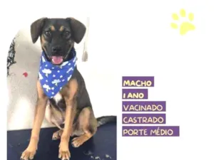 Cachorro raça SRD-ViraLata idade 1 ano nome Duque