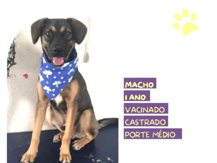 Cachorro ra a SRD-ViraLata idade 1 ano nome Duque