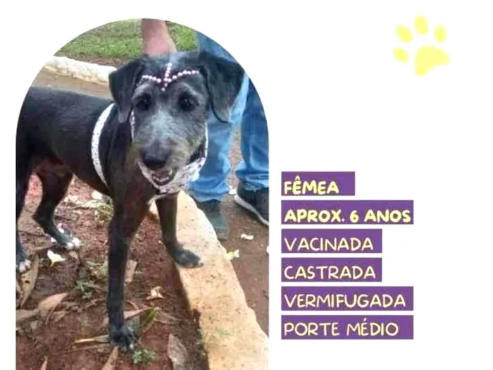 Cachorro ra a SRD-ViraLata idade 1 ano nome EmÃ­lia