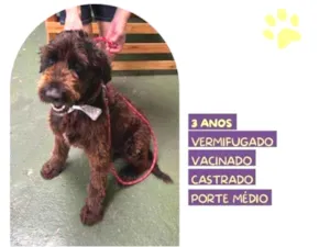 Cachorro raça SRD-ViraLata idade 1 ano nome Black