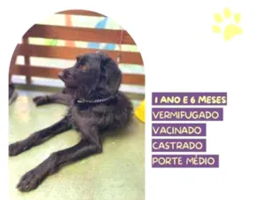 Cachorro raça SRD-ViraLata idade 1 ano nome Nick