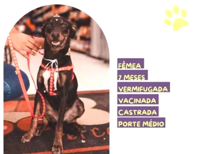 Cachorro ra a SRD-ViraLata idade 1 ano nome Any