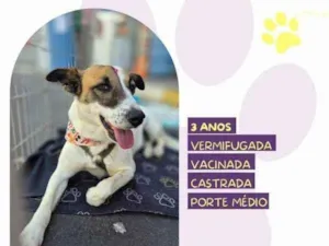 Cachorro raça SRD-ViraLata idade 1 ano nome Bianca