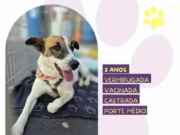 Cachorro ra a SRD-ViraLata idade 1 ano nome Bianca
