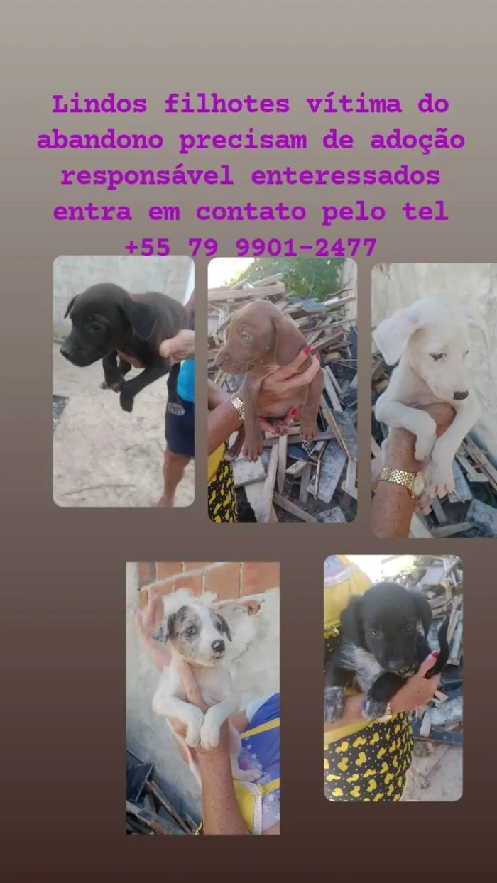 Cachorro ra a SRD-ViraLata idade 2 a 6 meses nome Filhotes