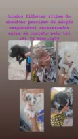Filhotes
