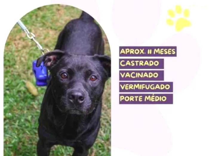 Cachorro ra a SRD-ViraLata idade 1 ano nome Leo