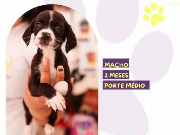 Cachorro ra a SRD-ViraLata idade 2 a 6 meses nome Ian