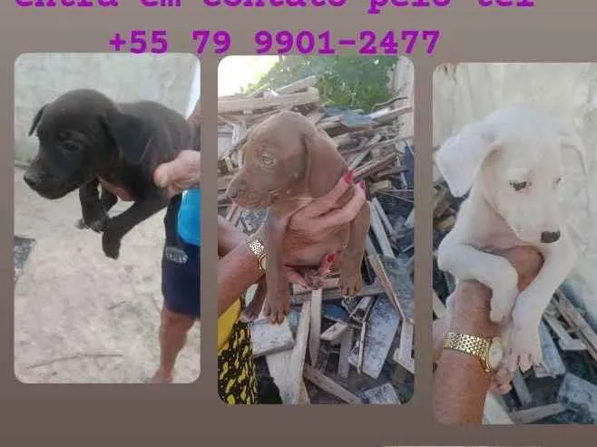Cachorro ra a SRD-ViraLata idade 2 a 6 meses nome Filhotes