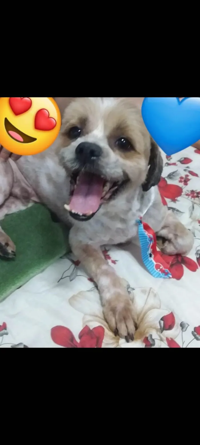 Cachorro ra a Shitzu idade 5 anos nome Bethoven