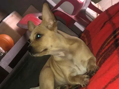 Cachorro raça Bulldog idade 2 a 6 meses nome Pandora 