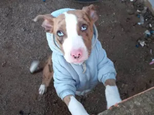 Cachorro raça SRD-ViraLata idade 2 a 6 meses nome Blue