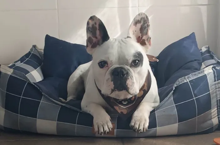 Cachorro ra a Bulldog idade 3 anos nome Hulk