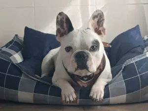 Cachorro raça Bulldog idade 3 anos nome Hulk