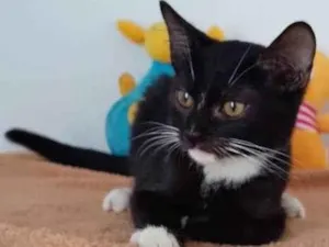 Gato raça SRD-ViraLata idade 2 a 6 meses nome LUVINHA BRANCA MACHO