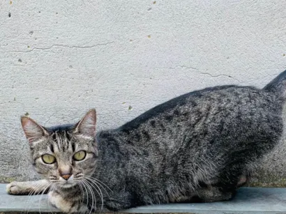Gato raça SRD-ViraLata idade 6 ou mais anos nome Jade
