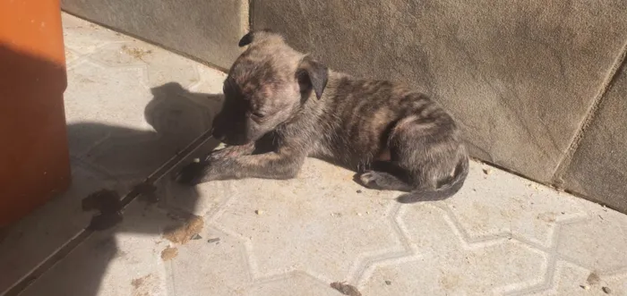 Cachorro ra a SRD-ViraLata idade Abaixo de 2 meses nome Heber De Araújo Santos
