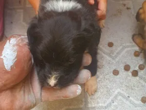 Cachorro raça SRD-ViraLata idade Abaixo de 2 meses nome Heber De Araújo Santos