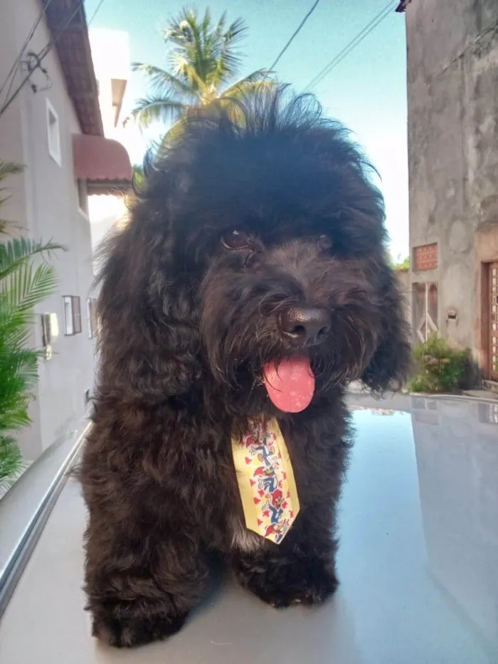 Cachorro ra a Poodle idade 7 a 11 meses nome Thor 