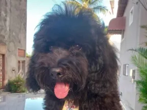 Cachorro raça Poodle idade 7 a 11 meses nome Thor 