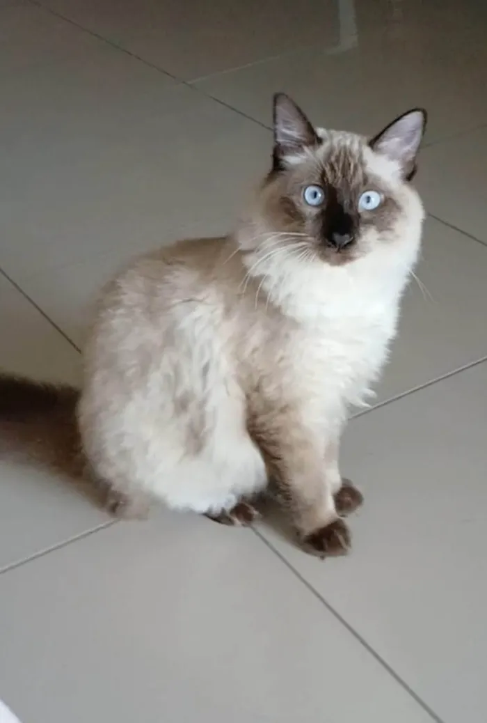 Gato ra a SRD-ViraLata idade 7 a 11 meses nome Raj