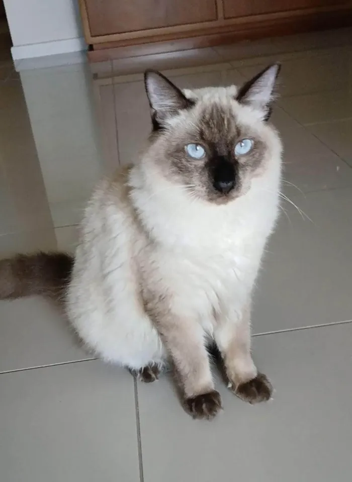 Gato ra a SRD-ViraLata idade 7 a 11 meses nome Raj