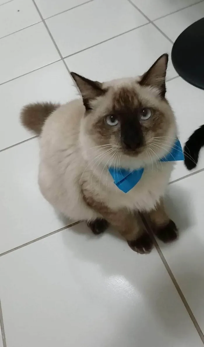 Gato ra a SRD-ViraLata idade 7 a 11 meses nome Raj