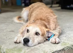 Cachorro raça SRD-ViraLata idade 2 anos nome Snoopy 