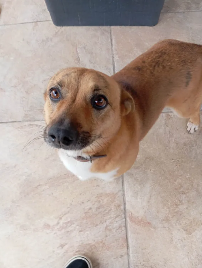 Cachorro ra a SRD-ViraLata idade 2 anos nome Resgatada das enchentes 