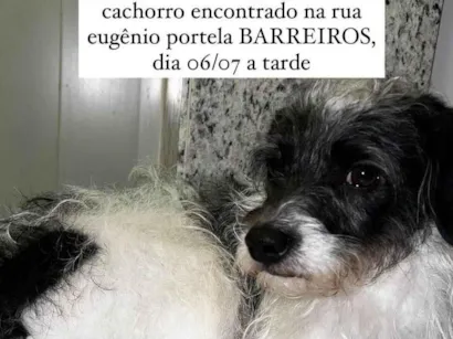 Cachorro raça SRD-ViraLata idade 2 anos nome Lost