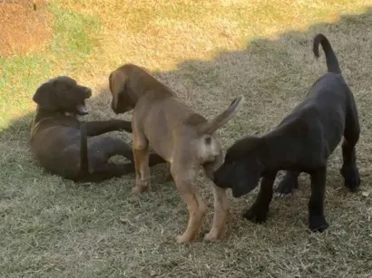 Cachorro raça SRD-ViraLata idade 2 a 6 meses nome indefinido 