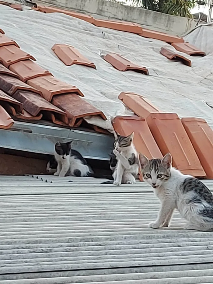 Gato ra a SRD-ViraLata idade Abaixo de 2 meses nome É uma ninhada, que a gata teve no forro da minha casa; pode adotar um ou mais