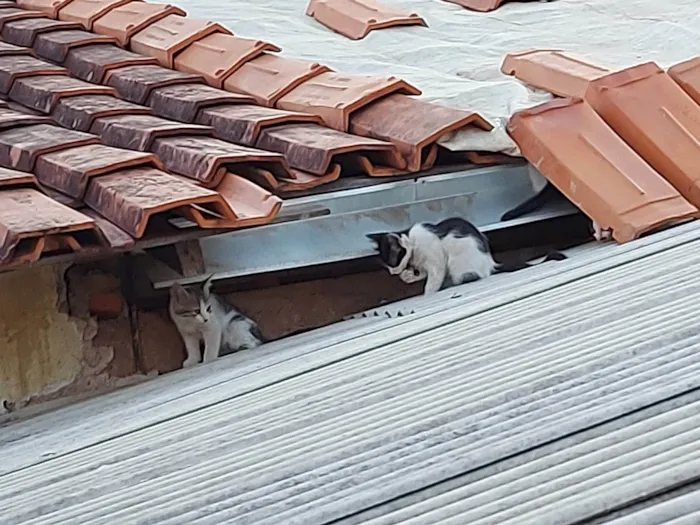 Gato ra a SRD-ViraLata idade Abaixo de 2 meses nome É uma ninhada, que a gata teve no forro da minha casa; pode adotar um ou mais