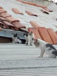 É uma ninhada, que a gata teve no forro da minha casa; pode adotar um ou mais