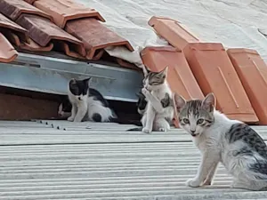 Gato raça SRD-ViraLata idade Abaixo de 2 meses nome É uma ninhada, que a gata teve no forro da minha casa; pode adotar um ou mais