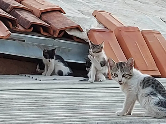 Gato ra a SRD-ViraLata idade Abaixo de 2 meses nome É uma ninhada, que a gata teve no forro da minha casa; pode adotar um ou mais