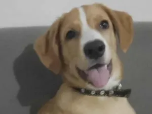 Cachorro raça SRD-ViraLata idade 2 a 6 meses nome Rayane Machado 