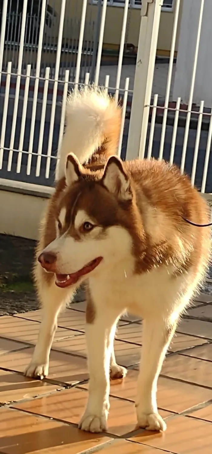 Cachorro ra a Husky Siberiano idade 1 ano nome Aang Brotherwolf