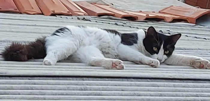 Gato ra a SRD-ViraLata idade 7 a 11 meses nome Frajola2