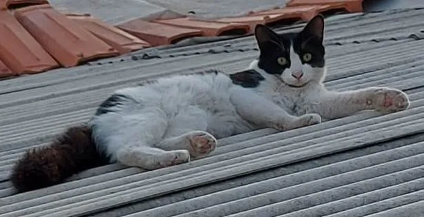 Gato ra a SRD-ViraLata idade 7 a 11 meses nome Frajola2